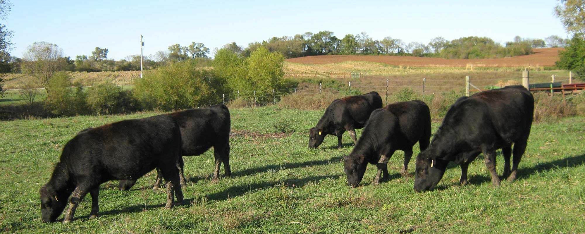 Heifer Cows grazing