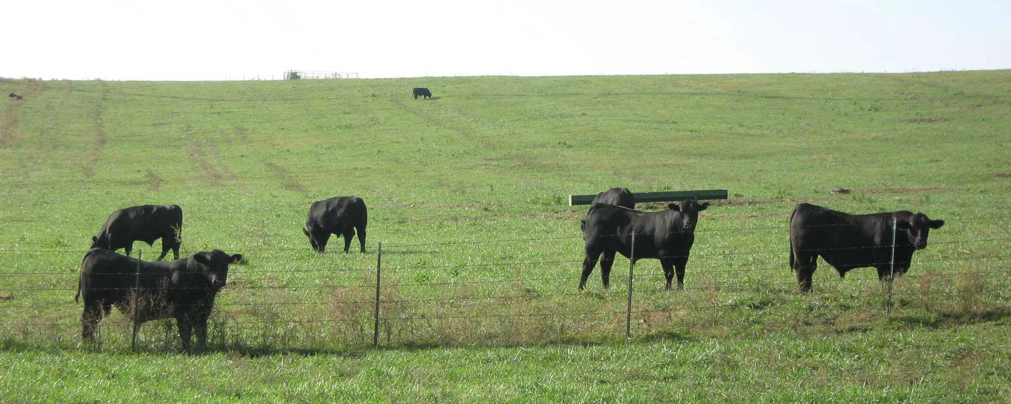 Bulls in a field