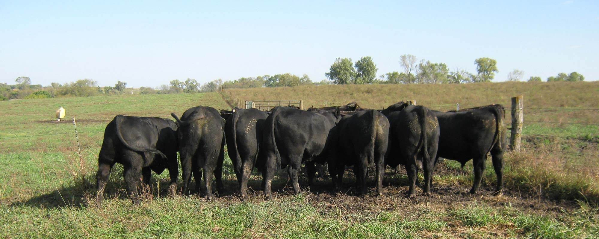 Bulls at feed trough